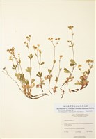 藏品(三齒委陵菜)的圖片